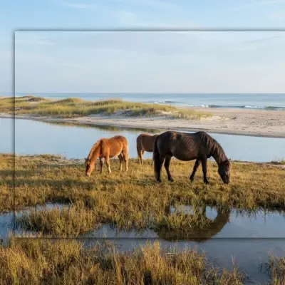 Assateague Island