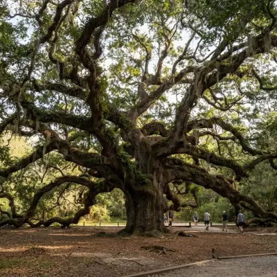 Angel Oak Tree