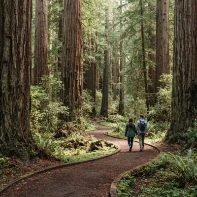 Forest Landmarks