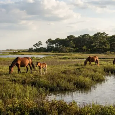 Assateague Island